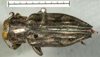 Media type: image;   Entomology 3763 Aspect: habitus dorsal view